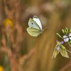 frühlingsleichte herbstgefühle