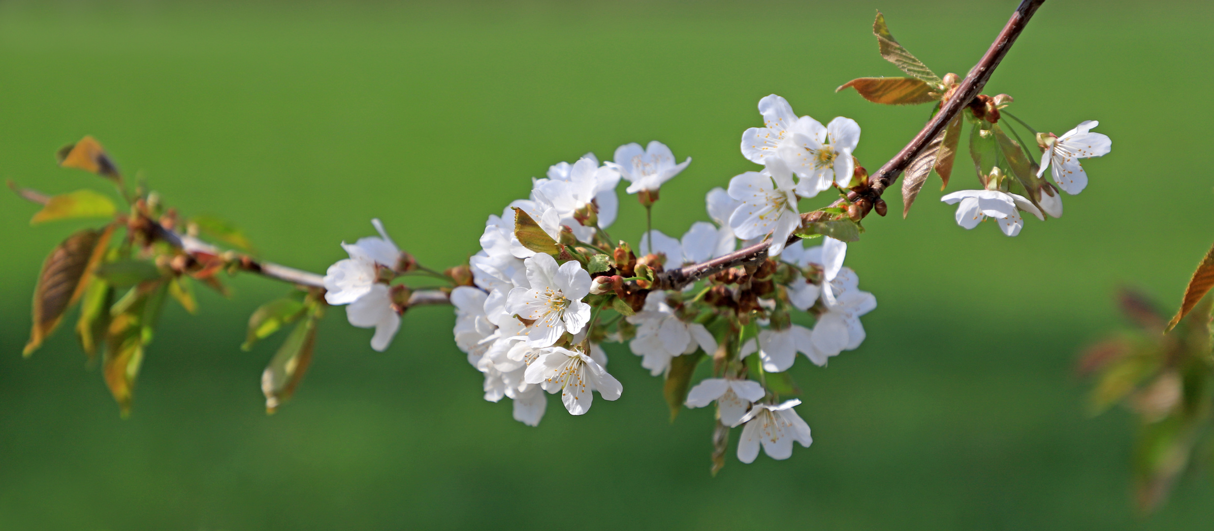 Frühlingsleuchten