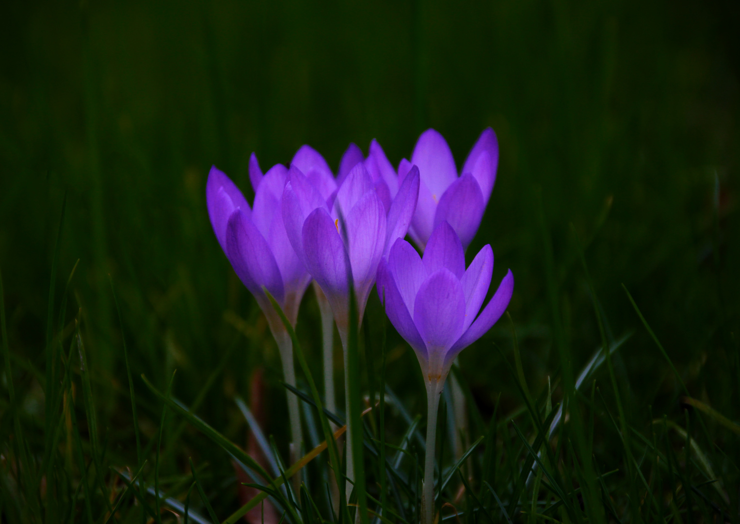 Frühlingsleuchten