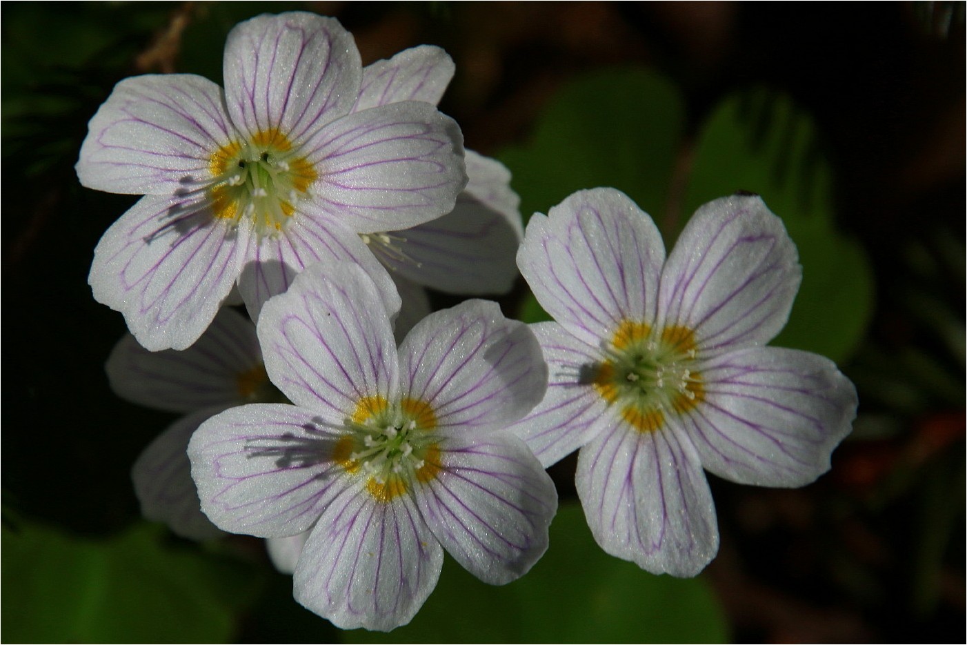 Frühlingsleuchten