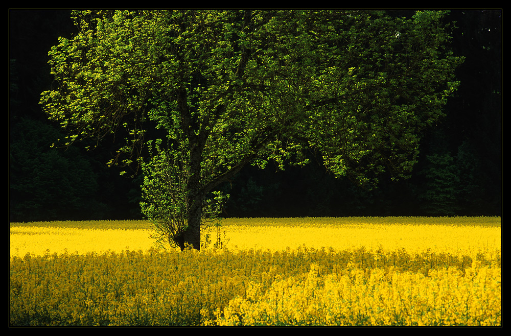 Frühlingsleuchten