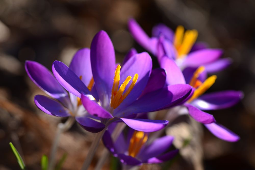 Frühlingsleuchten