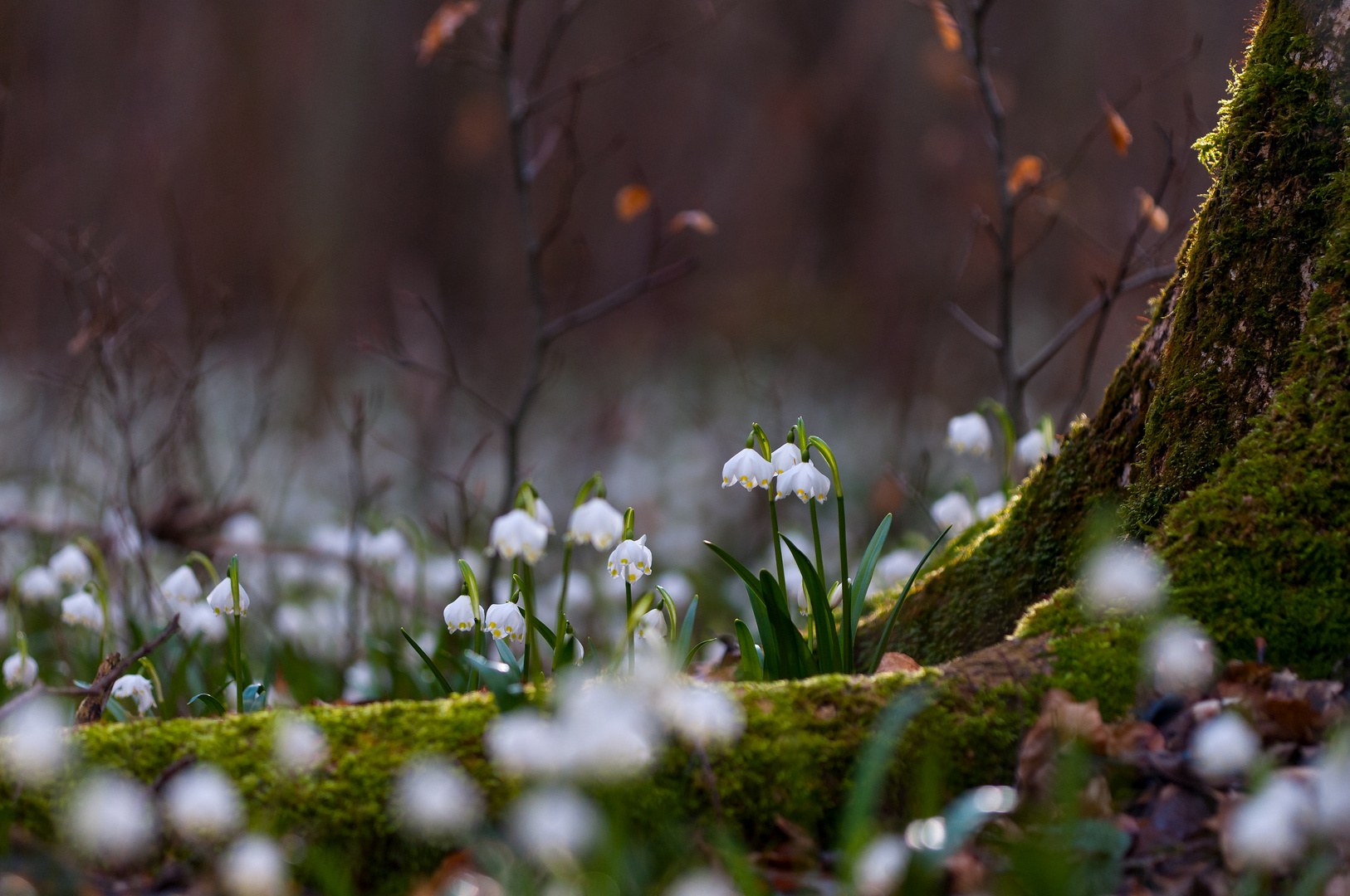 Frühlingsleuchten