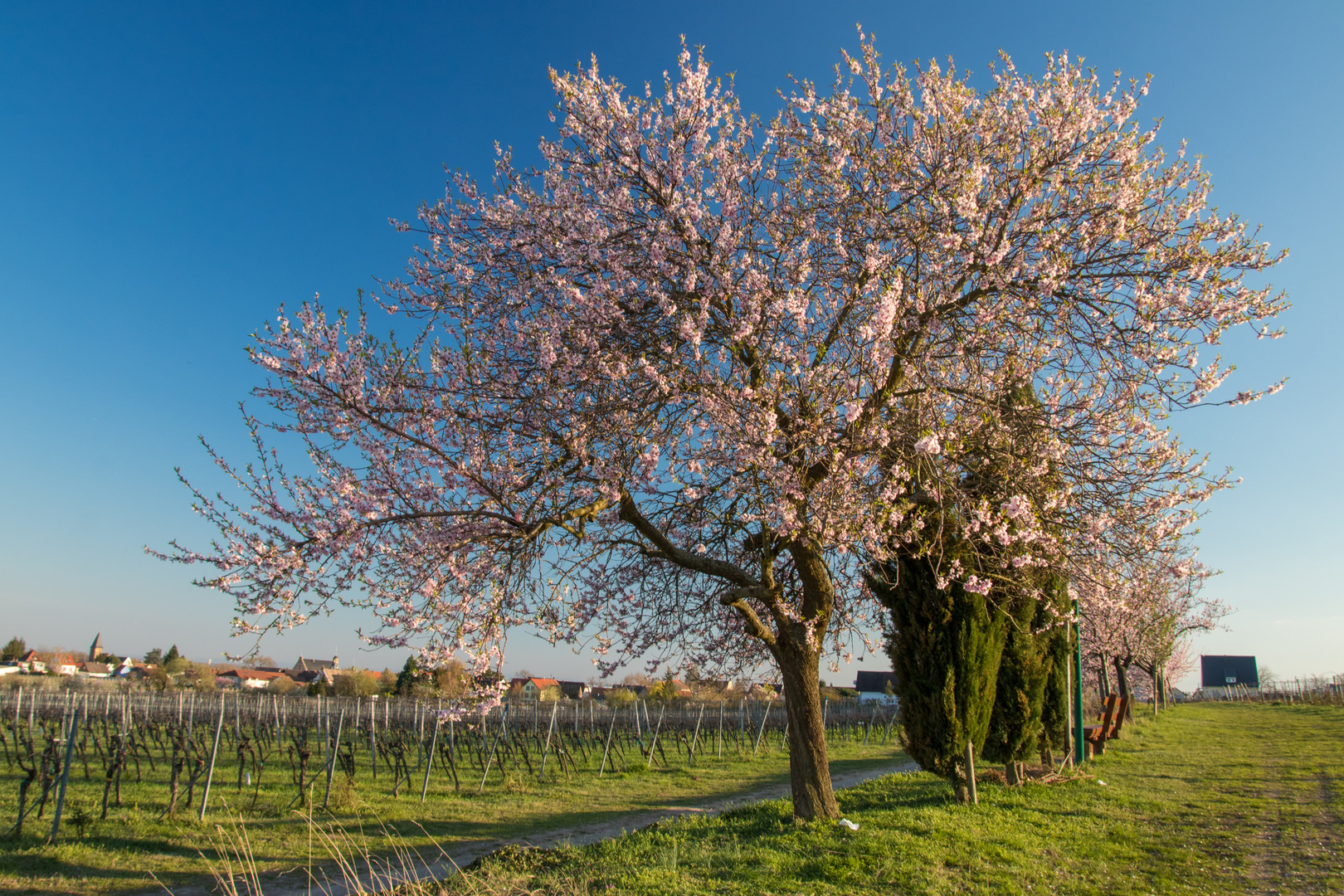 Frühlingsleuchten