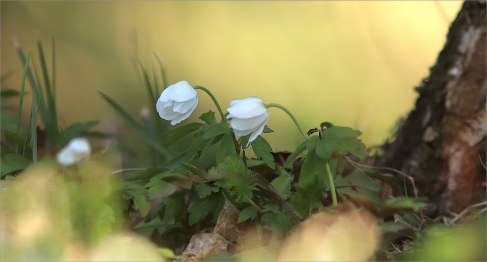 Frühlingslicht