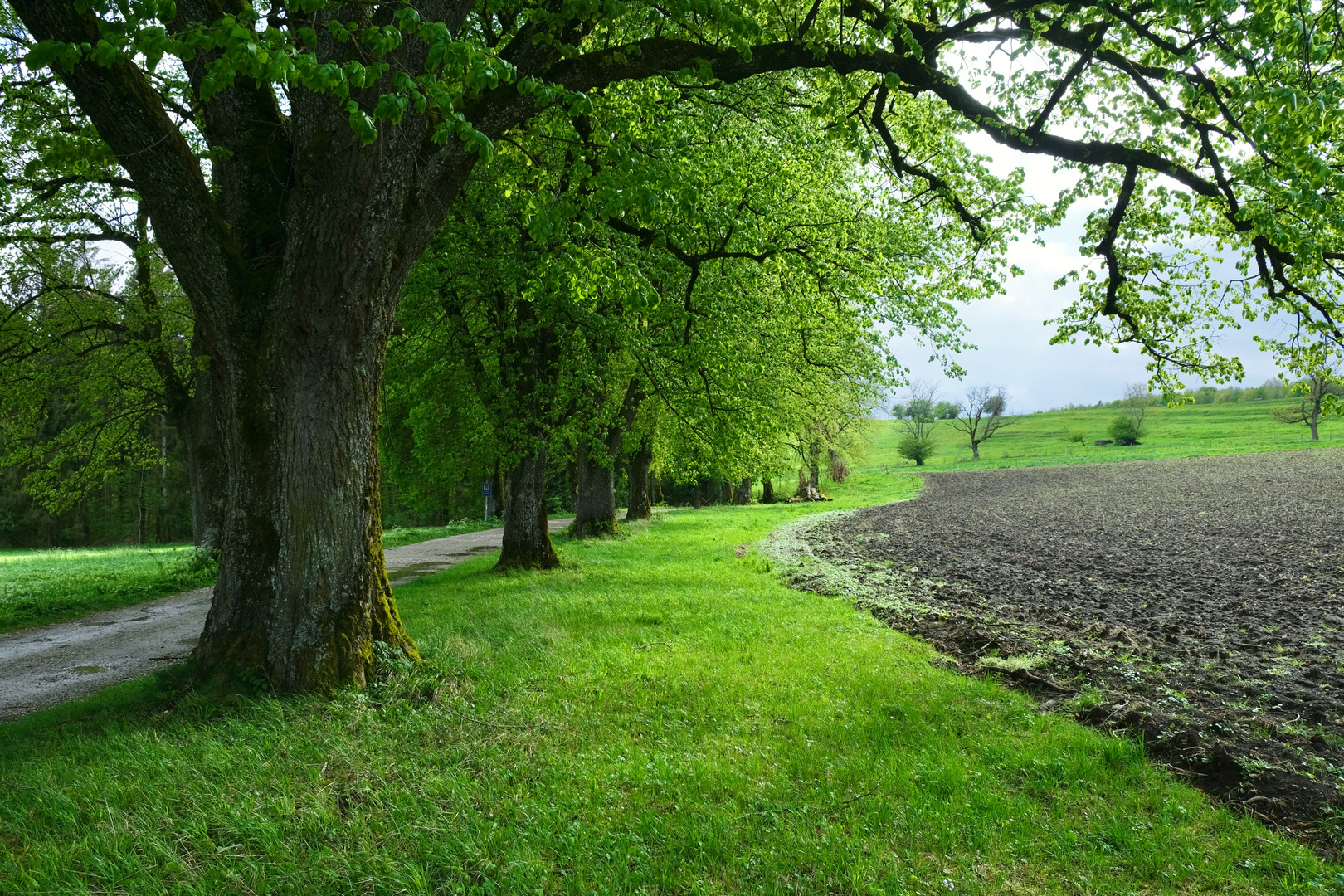 Frühlingslicht (1)