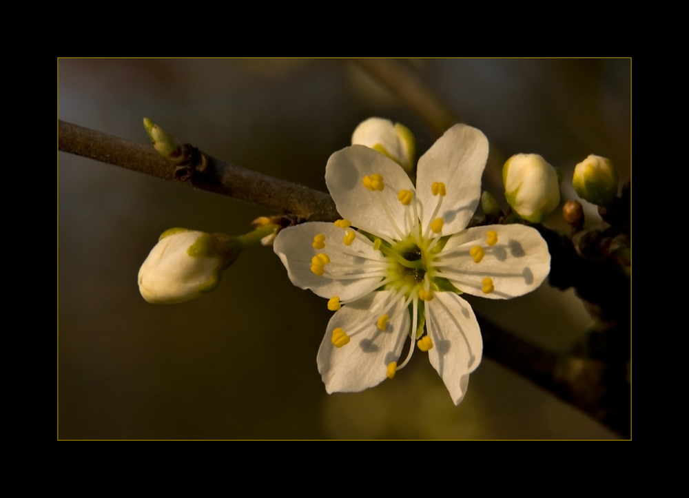 Frühlingslicht