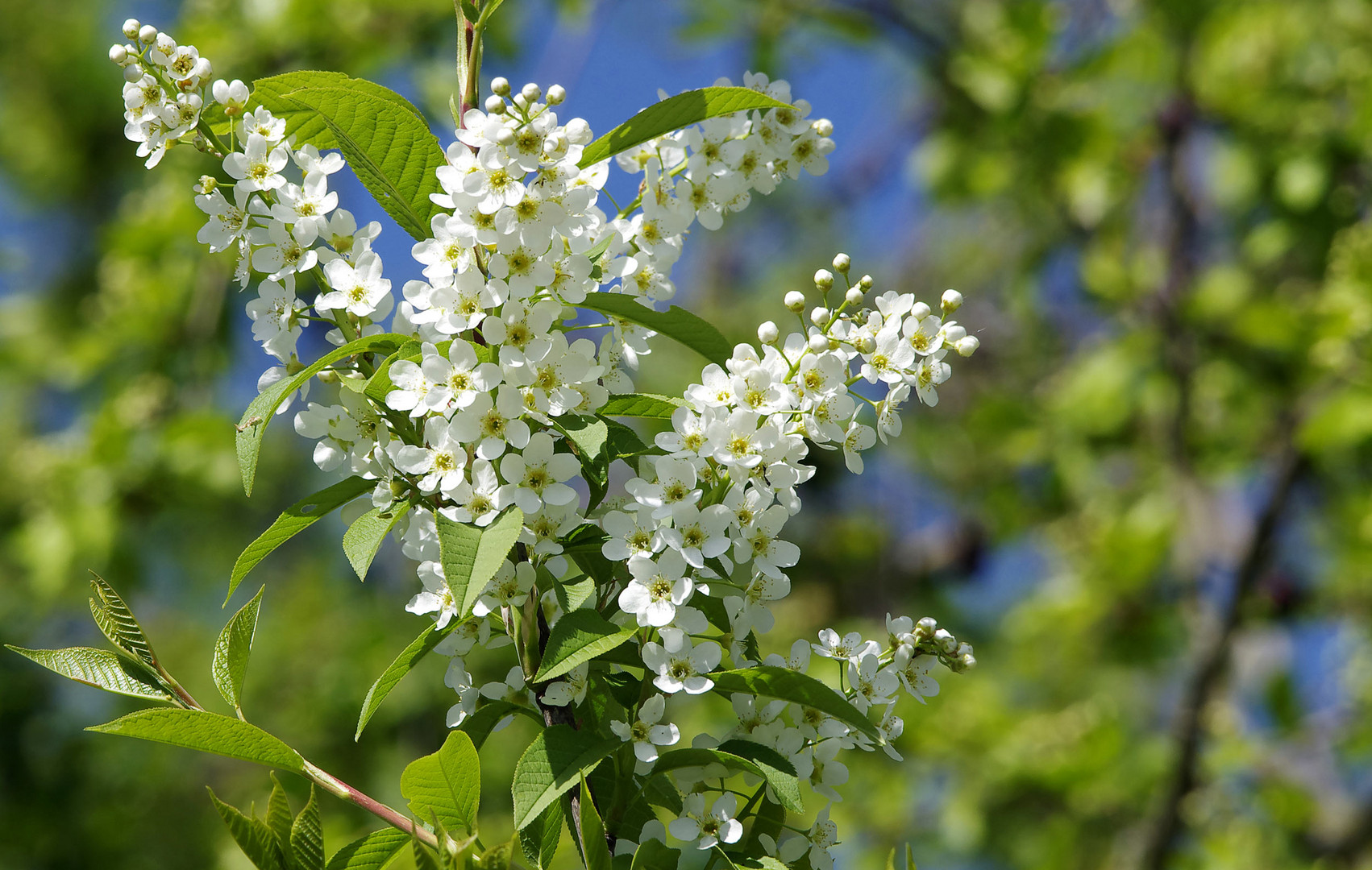 Frühlingslicht am Neckar