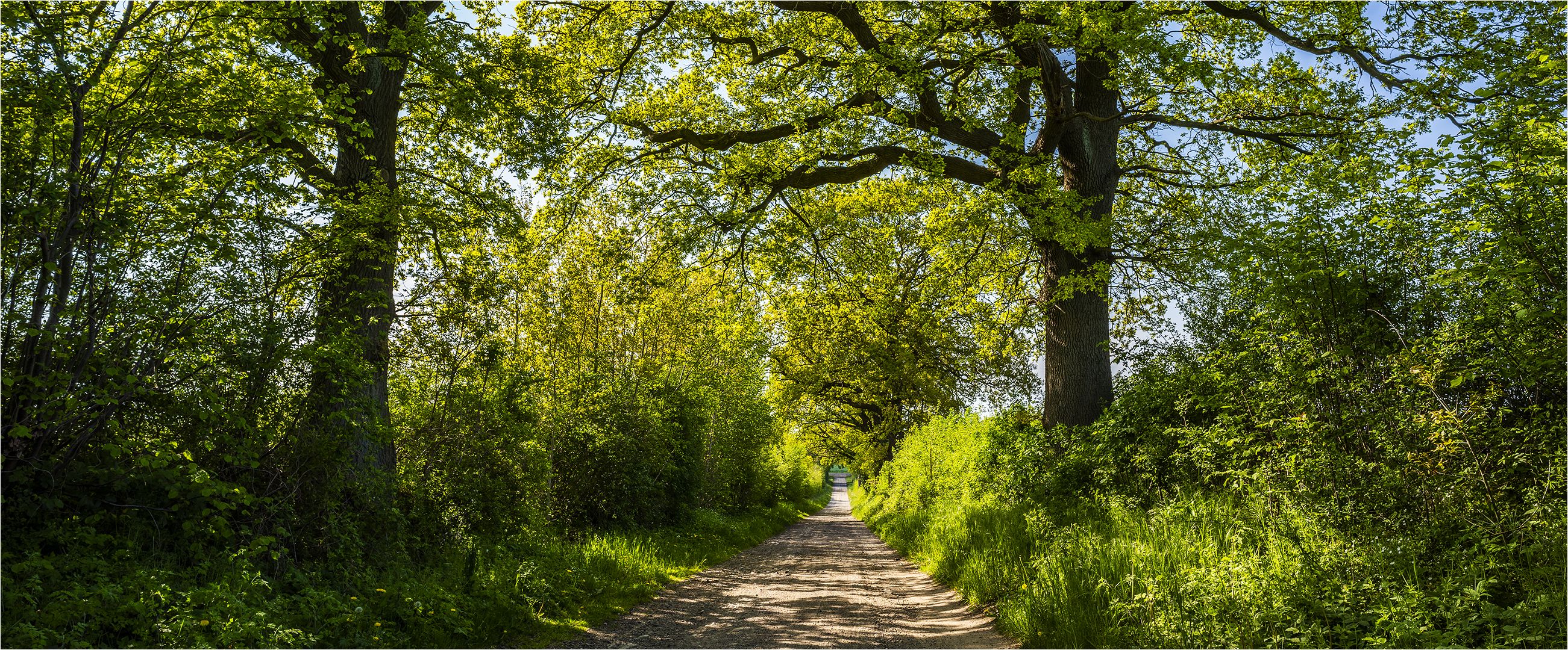 … Frühlingslichtspiele in der lauenburgischen Knicklandschaft …