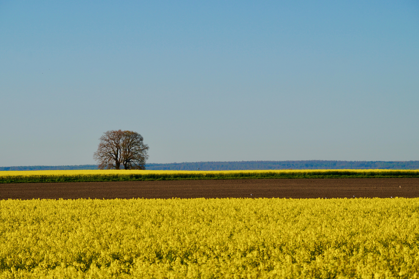 Frühlingslinien