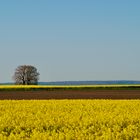 Frühlingslinien
