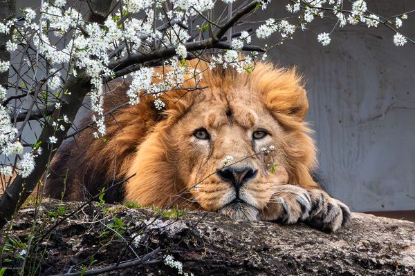 Frühlingslöwe