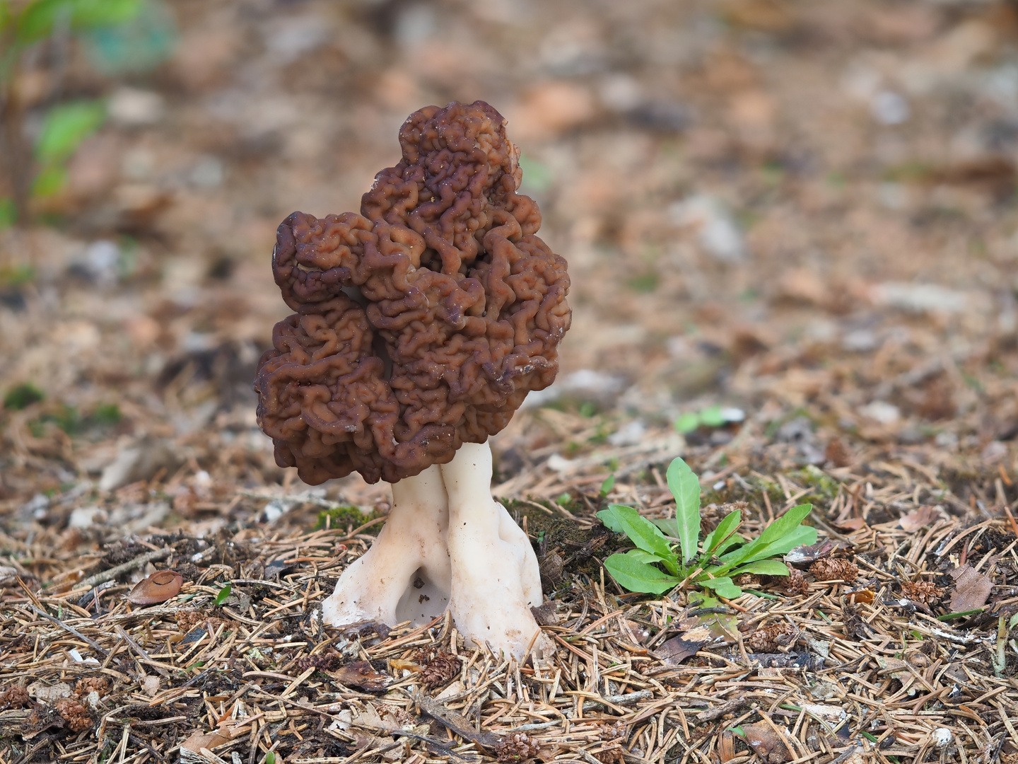 Frühlingslorchel (Gyromitra esculenta)