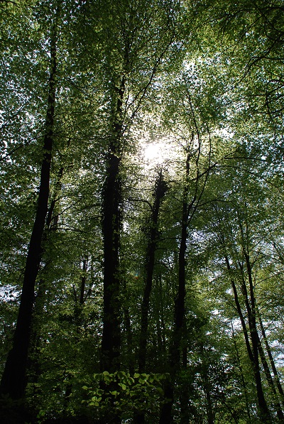 Frühlingslust im Wald