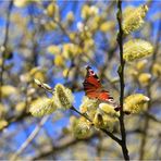 Frühlingsmädchenbild