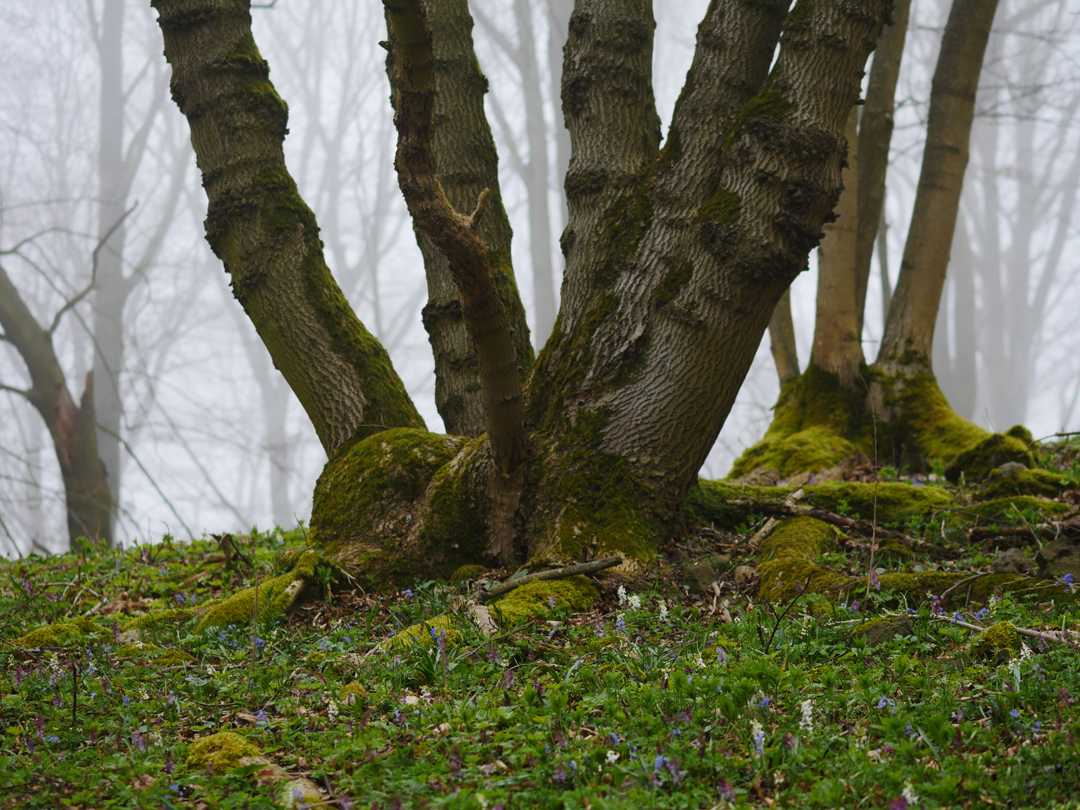 Frühlingsmärchen am Arzberg