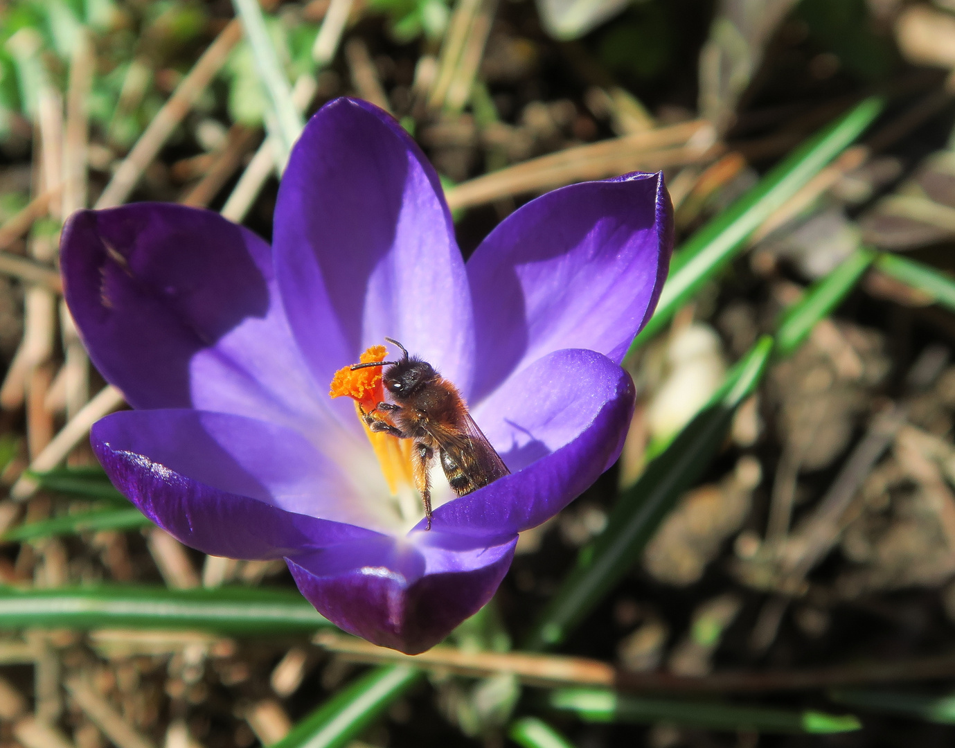 Frühlingsmahlzeit