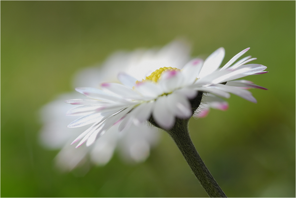 Frühlingsmalerei 1