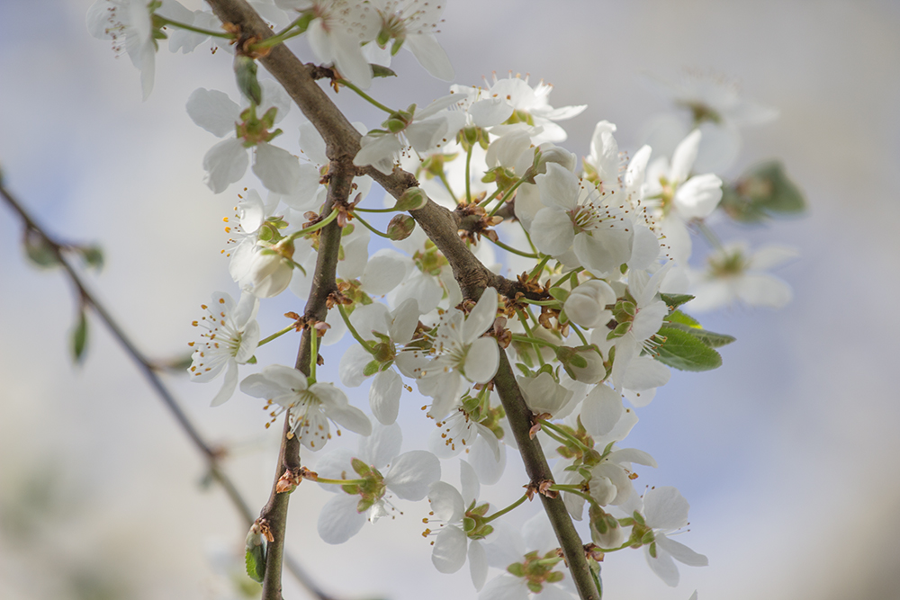 Frühlingsmirabellenzweigle