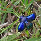 Frühlingsmistkäfer (Trypocopris vernalis)