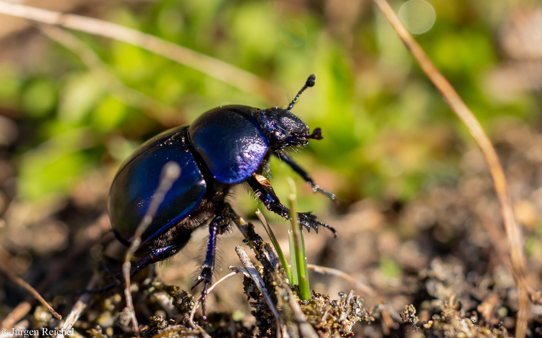 Frühlingsmistkäfer ( Trypocopris vernalis )  