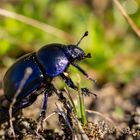 Frühlingsmistkäfer ( Trypocopris vernalis )  