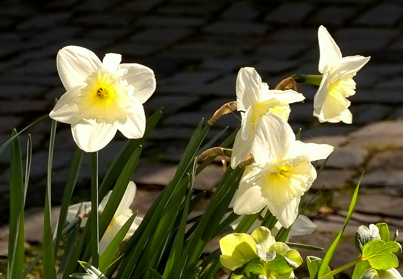 Frühlingsmittwoch