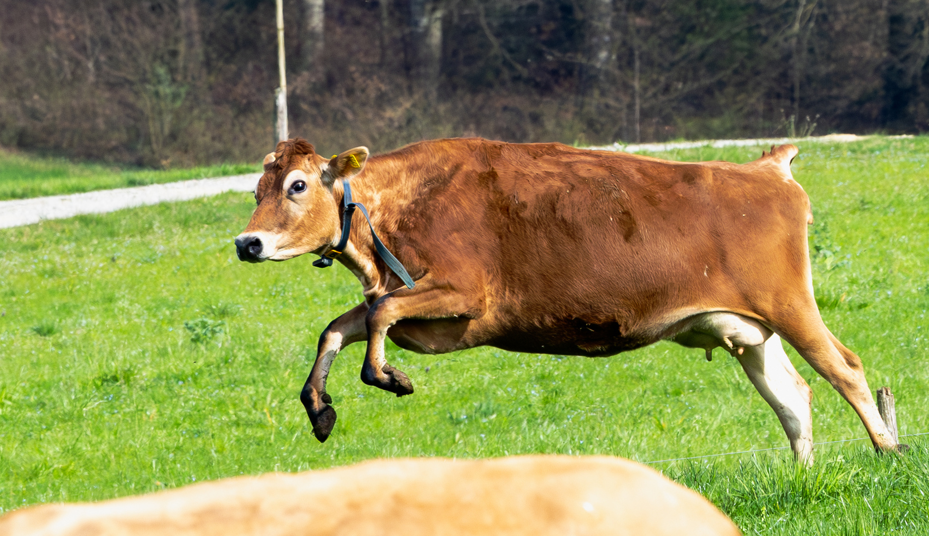 Frühlingsmoment