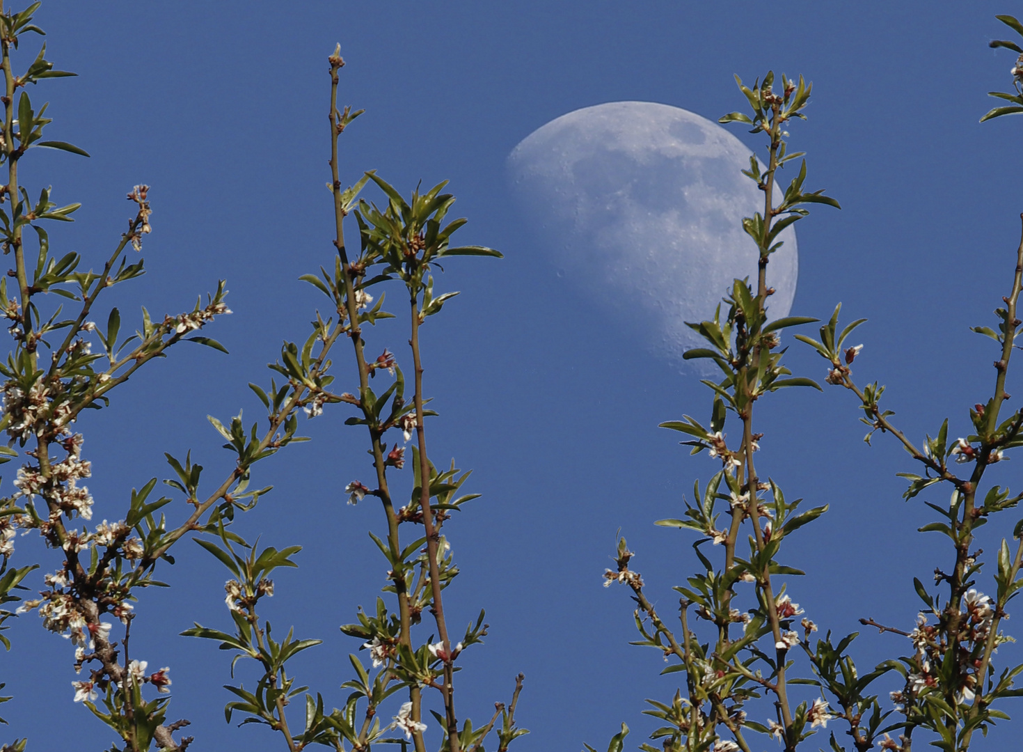 Frühlingsmond