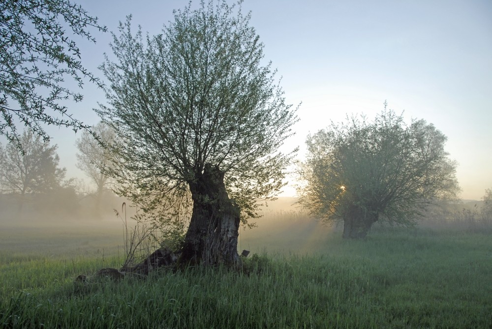 Frühlingsmorgen 1