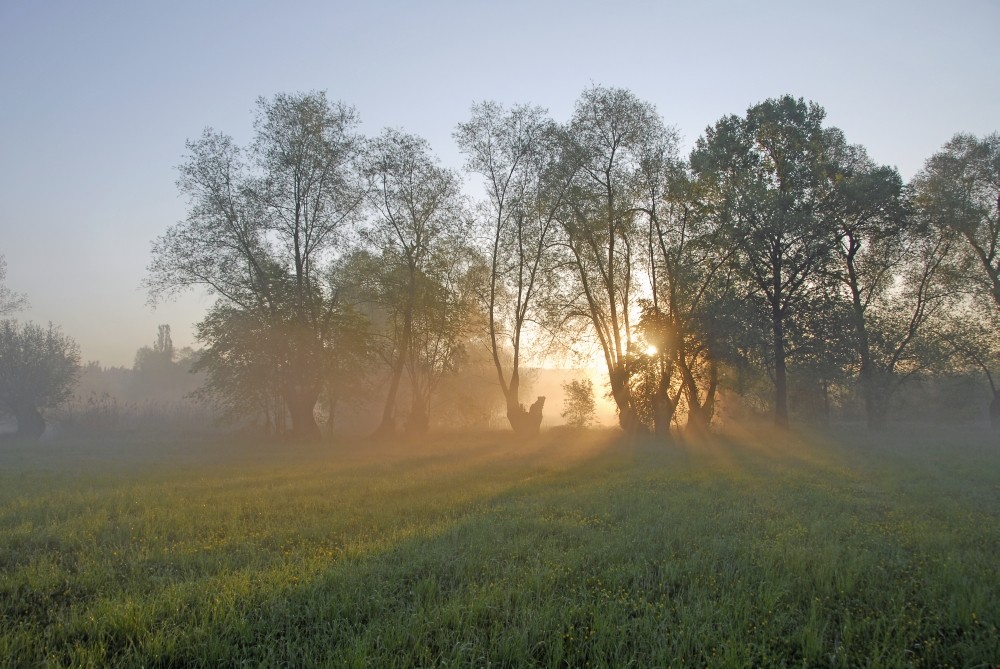 Frühlingsmorgen 2