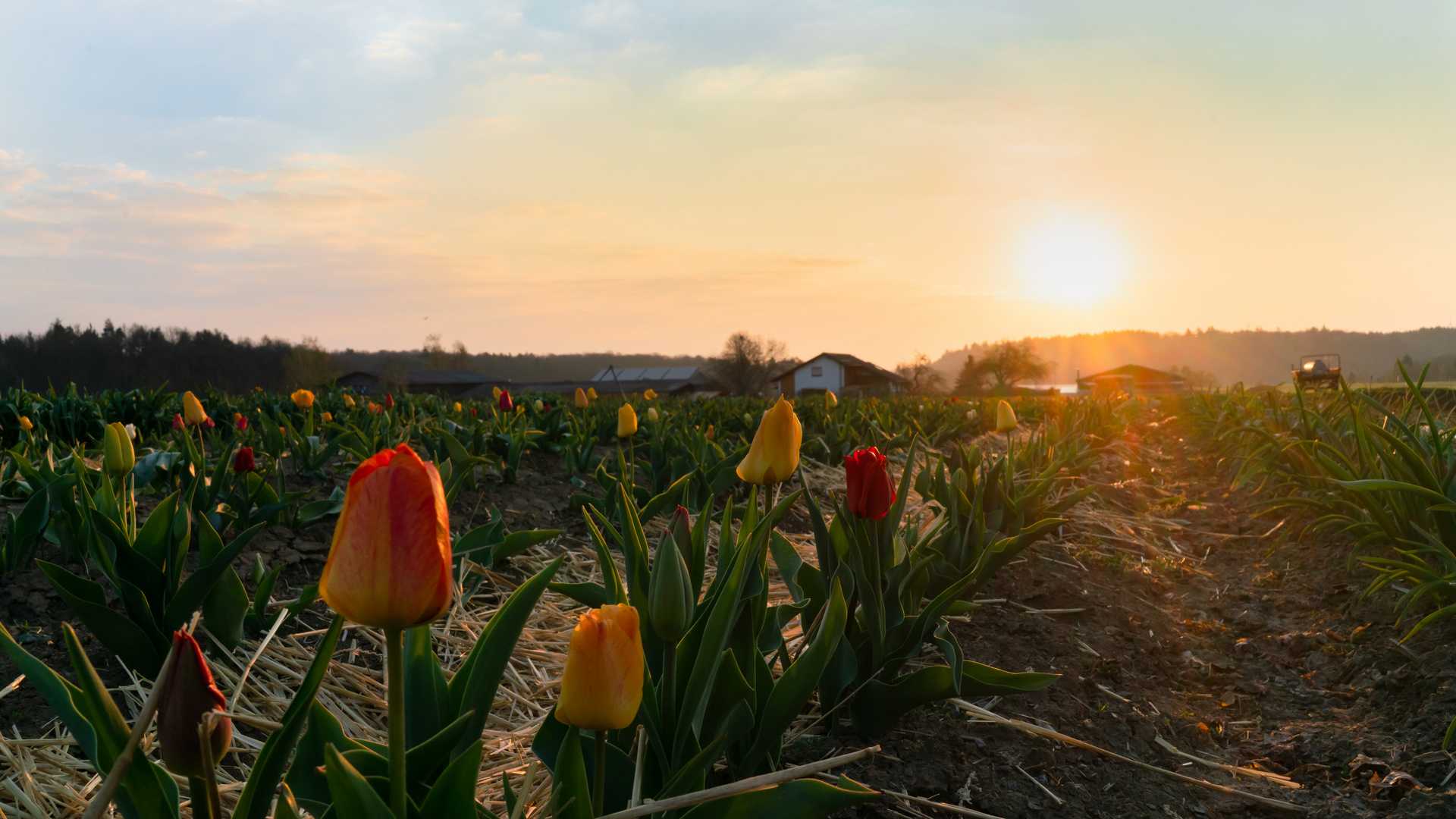 Frühlingsmorgen