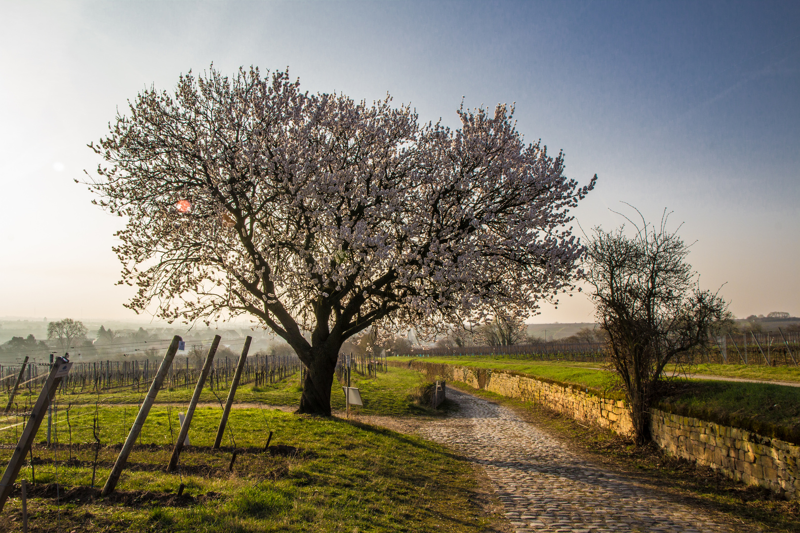 Frühlingsmorgen