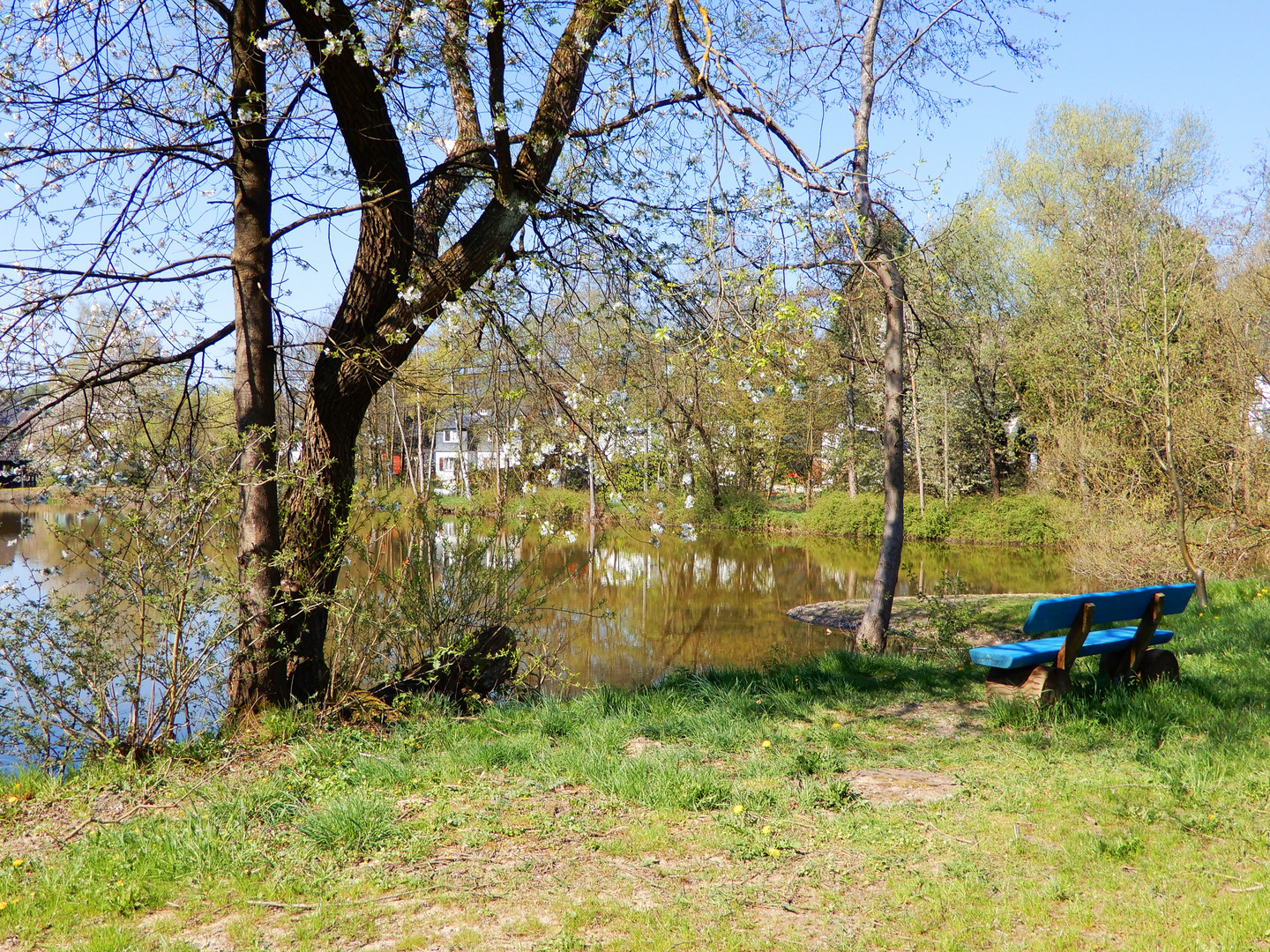 Frühlingsmorgen am Weiher