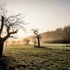 Frühlingsmorgen auf dem Kühkopf