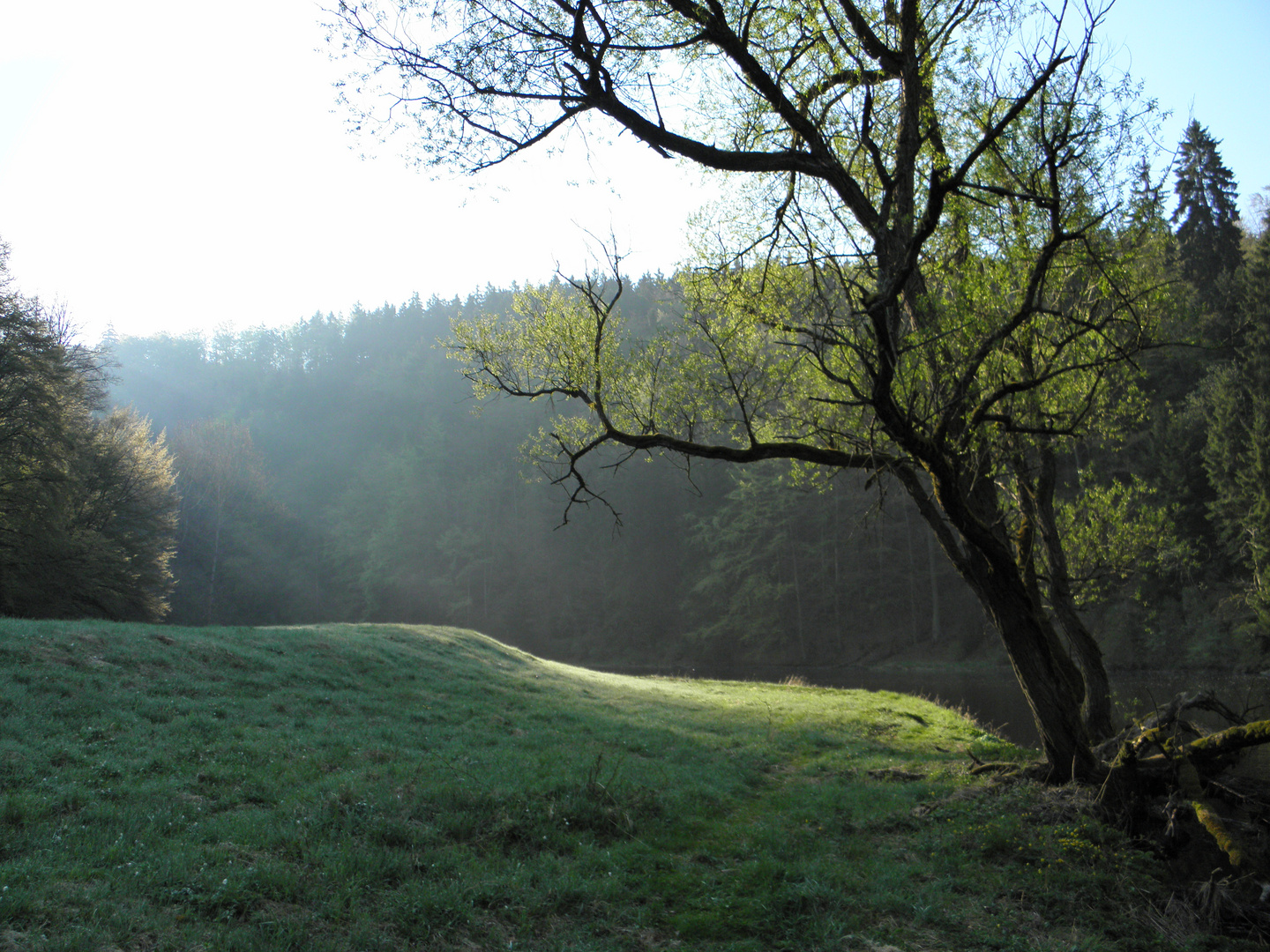 Frühlingsmorgen, Frühlingsanfang, Frühlingssonne - Die Natur blüht auf.