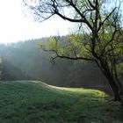 Frühlingsmorgen, Frühlingsanfang, Frühlingssonne - Die Natur blüht auf.