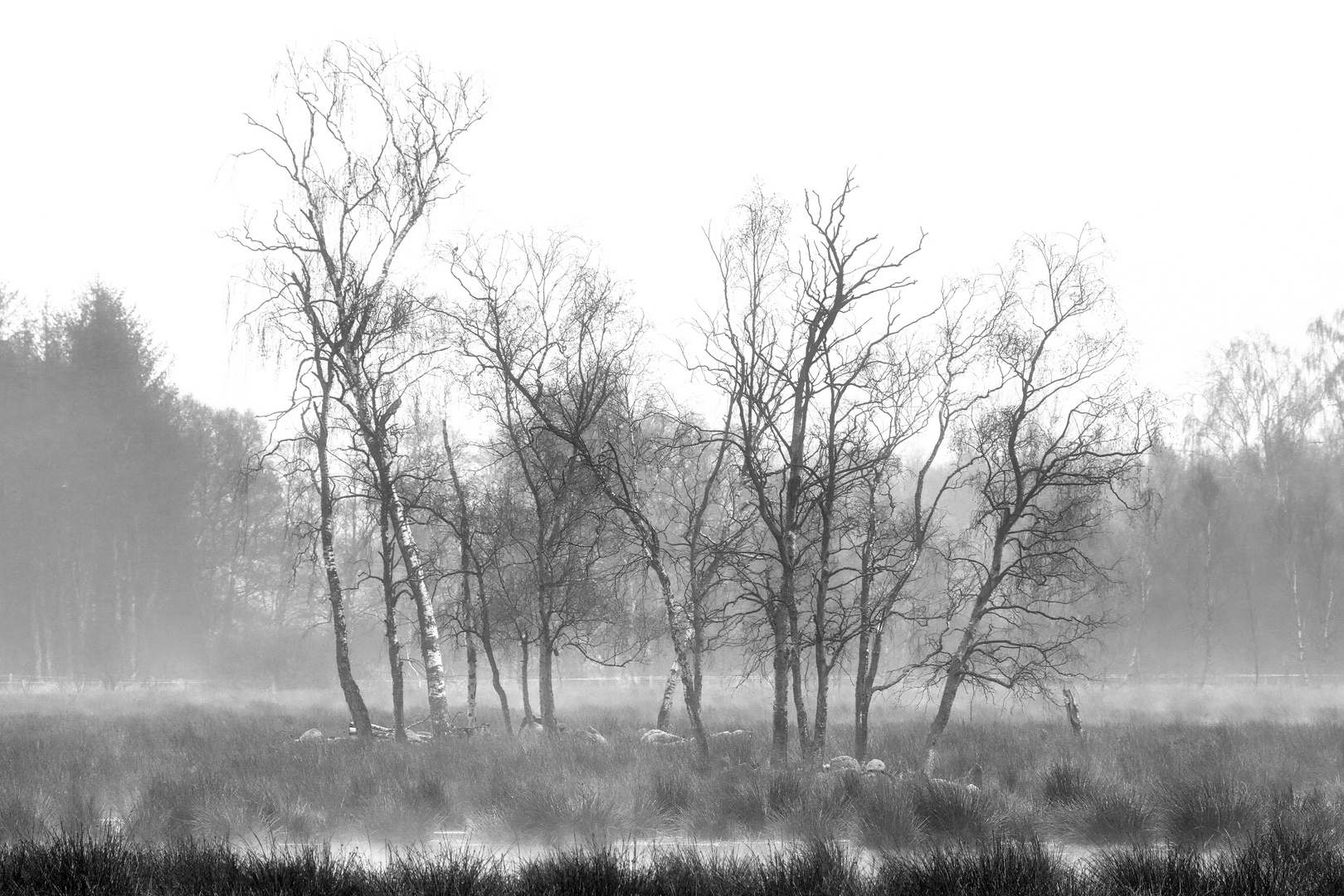 Frühlingsmorgen im Moor  -  spring morning in moor