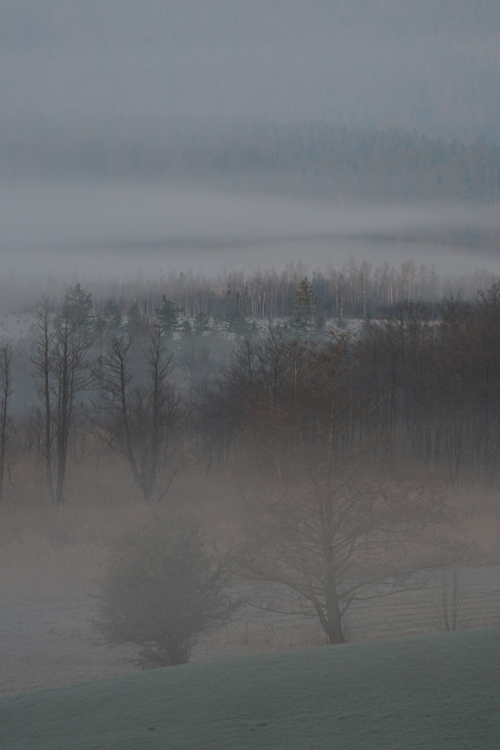 Frühlingsmorgen im Murnauer Moos