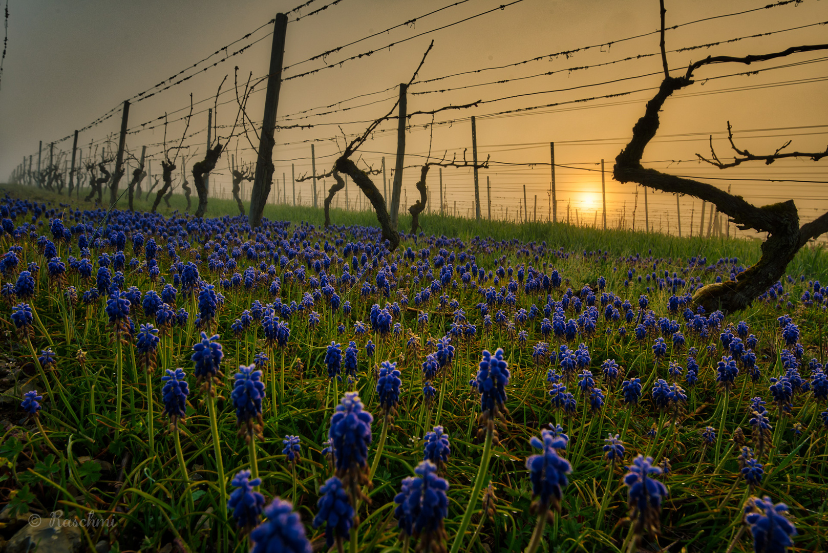 FRÜHLINGSMORGEN im WEINBERG