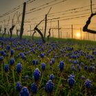 FRÜHLINGSMORGEN im WEINBERG