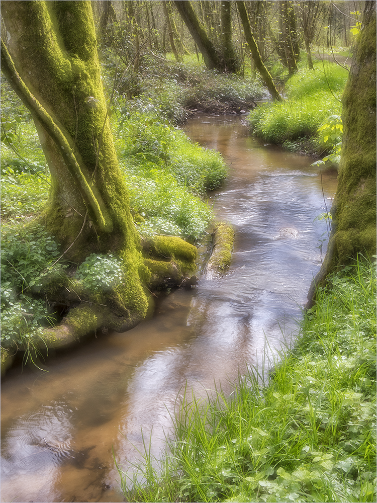 frühlingsmorgen im wogbachtal