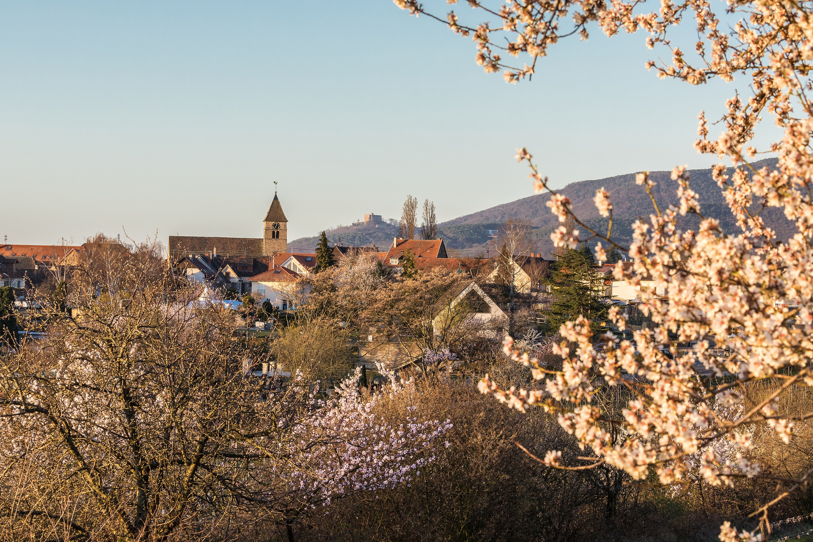 Frühlingsmorgen in der Pfalz