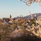 Frühlingsmorgen in der Pfalz