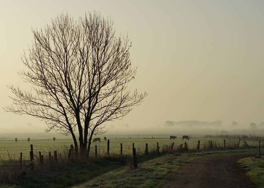 Frühlingsmorgen in Schleswig-Holstein