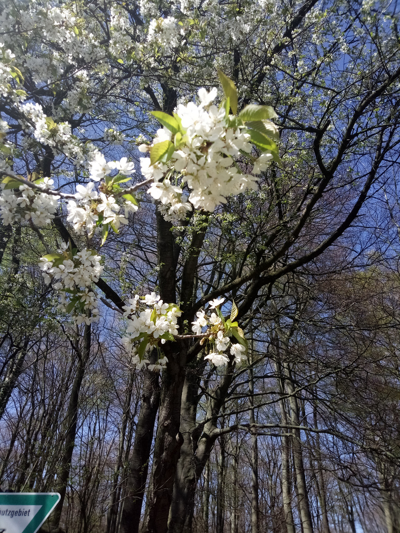 Frühlingsmorgen in Tecklenburgs Landschaft