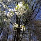 Frühlingsmorgen in Tecklenburgs Landschaft