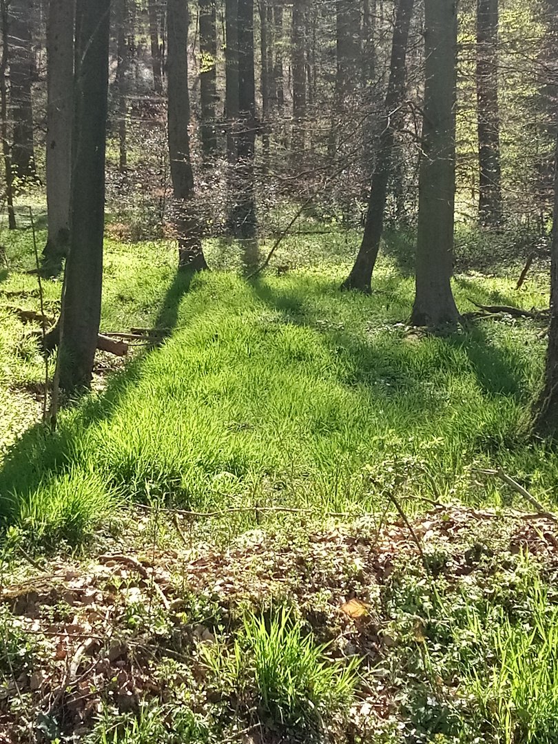 Frühlingsmorgen in Tecklenburgs Landschaft