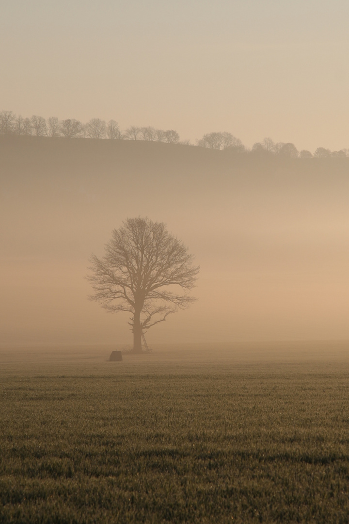 Frühlingsnebel am Willisch bei Dippoldiswalde