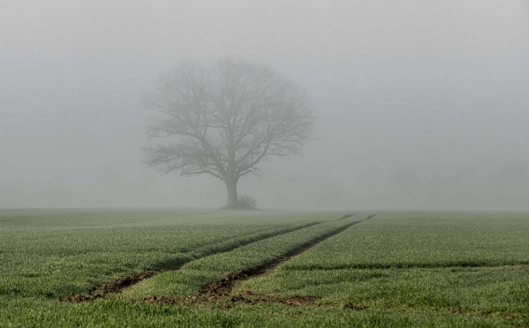 Frühlingsnebel